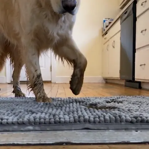 A muddy golden retriever steps up onto a grey Muddy Mat at a kitchen back door, the mud staying on the mat