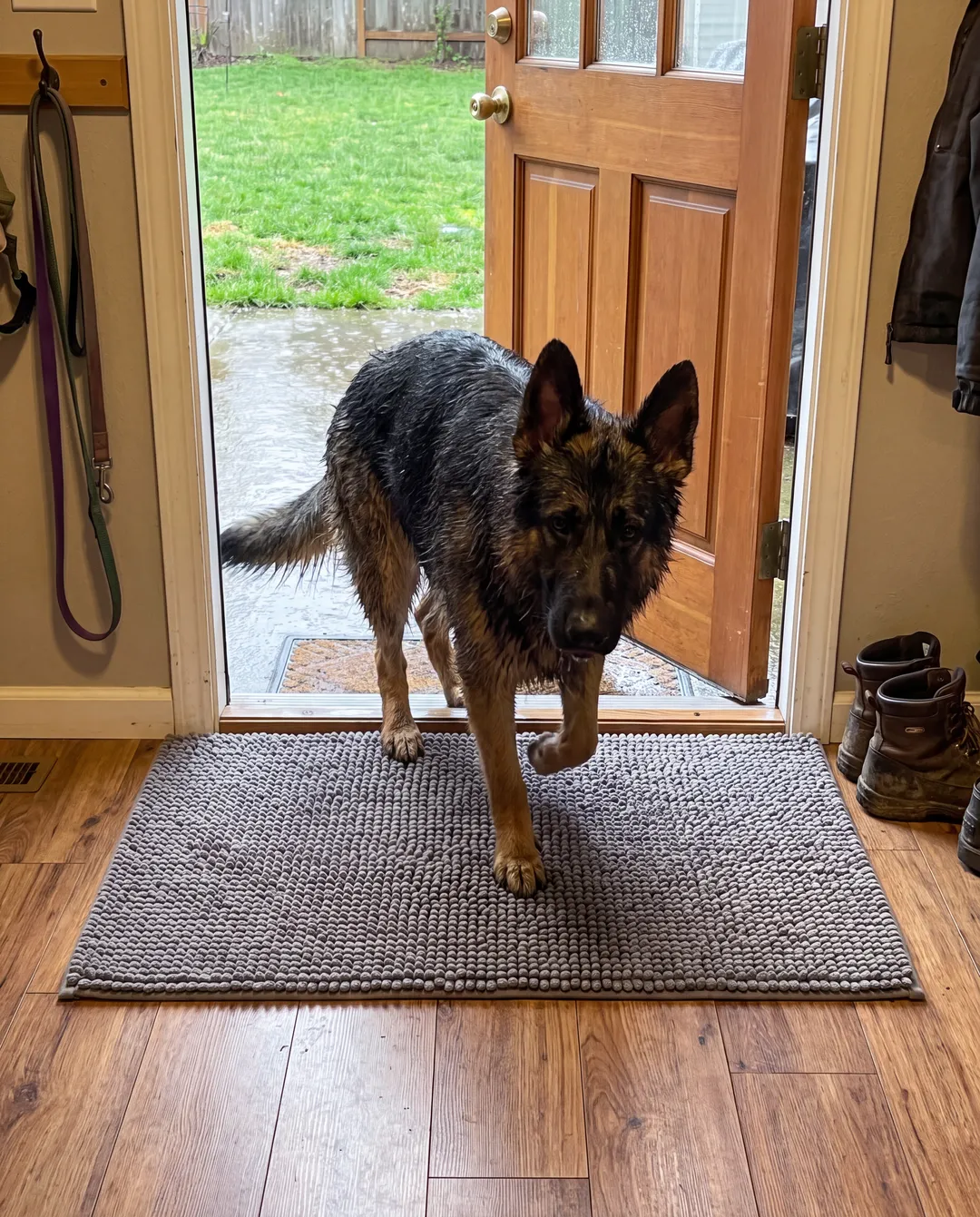 A large wet German shepherd steps in from a rainy yard onto a grey Muddy Mat at the back door, the wood floor beyond the mat clean and dry