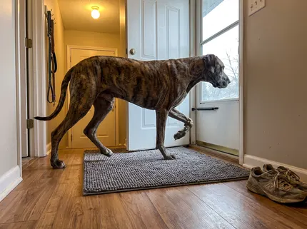 A big brindle Great Dane type dog trots in through a back door across a grey Muddy Mat lying flat and square on the wood floor