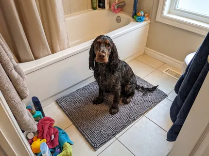 A wet spaniel sits on a grey Muddy Mat on the tile floor beside a bathtub