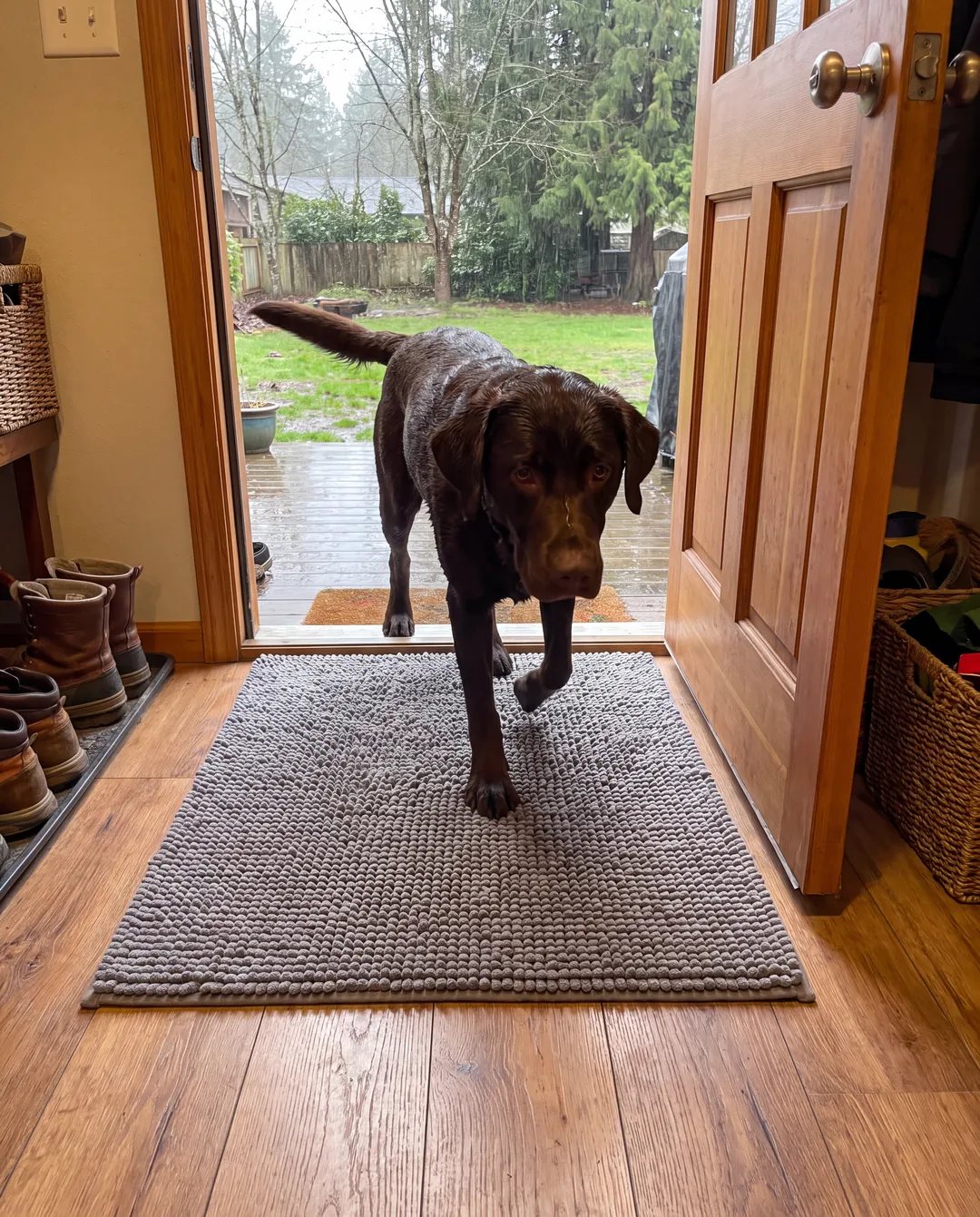 A wet chocolate Labrador steps in from a rainy yard onto a grey Muddy Mat just inside the back door, the wood floor beyond the mat clean and dry