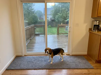 A tricolor beagle stands on a long grey Muddy Runner laid along the whole bottom of a sliding glass door, rain falling on the deck outside