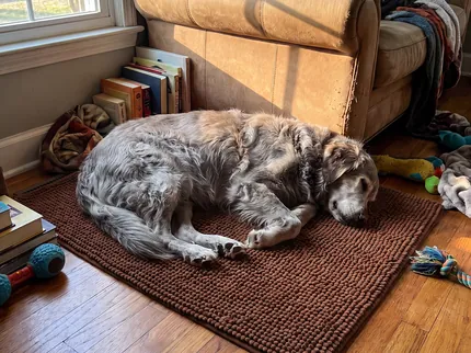An older shaggy grey dog asleep on a chocolate brown Muddy Mat beside a sofa in a living room