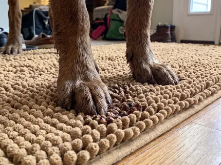 A big muddy dog paw pressed into a beige Muddy Mat on a wood floor, wet mud sitting down in the loops