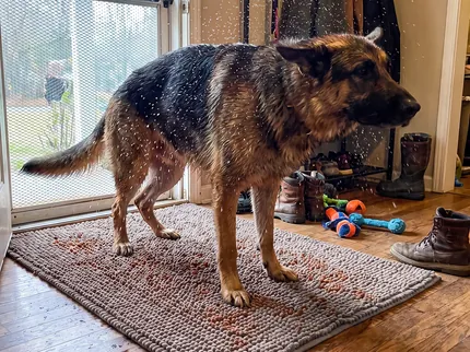 A wet German shepherd shaking off rain on a grey Muddy Mat just inside a screen door