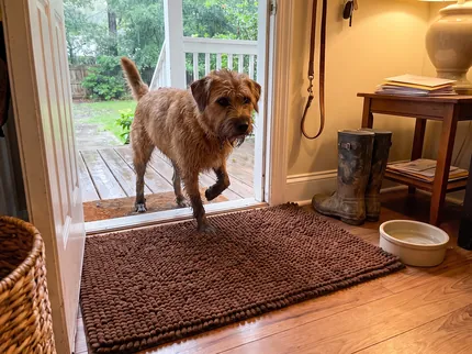 A wet shaggy terrier mix mid step, one paw about to touch a chocolate brown Muddy Mat just inside a back door, rainy porch behind